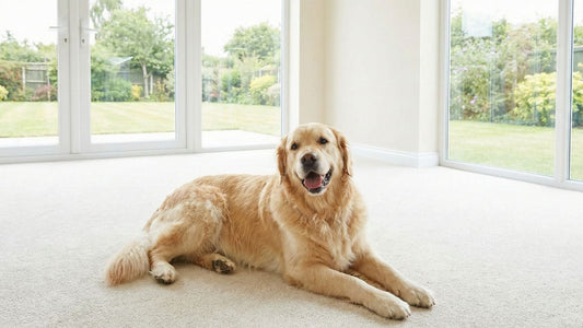 Safe for Paws, Tough on Stains: Why Your Home Needs Drainbo